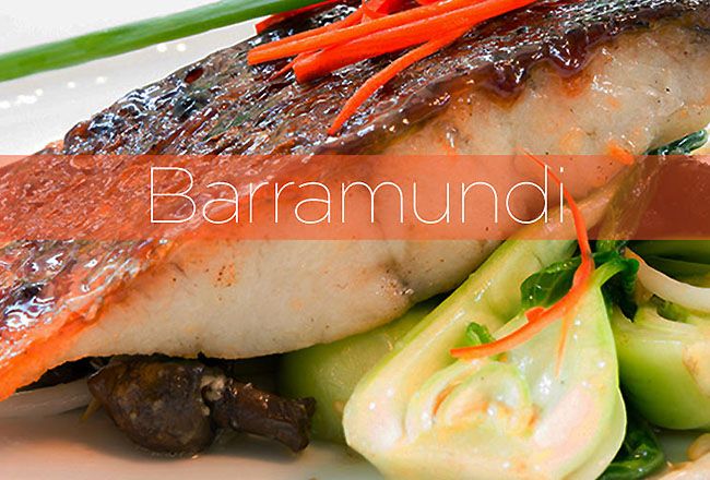 Barramundi Fish Protein