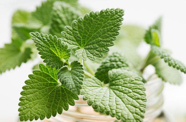 Does Mint Help Lose Weight