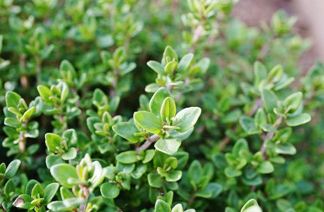 Where does thyme originate from