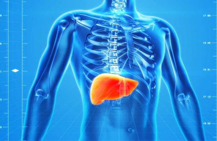 liver human anatomy
