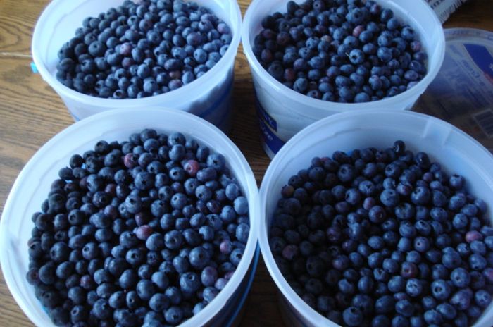 Blueberries and Anti Aging